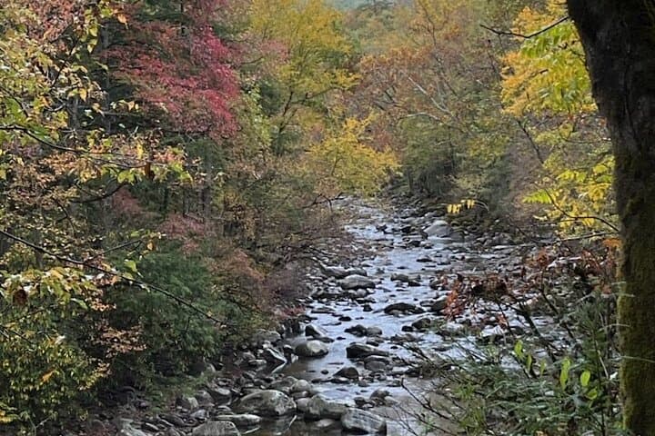 Smokies History, Streams & Forest Hike — Guided Greenbrier Walk Near Gatlinburg photo 4