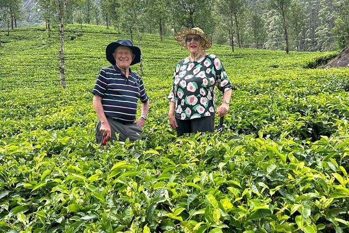 Temple Trails & Kerala Backwaters: South India 12–14 Day Cultural and Nature Journey photo 3
