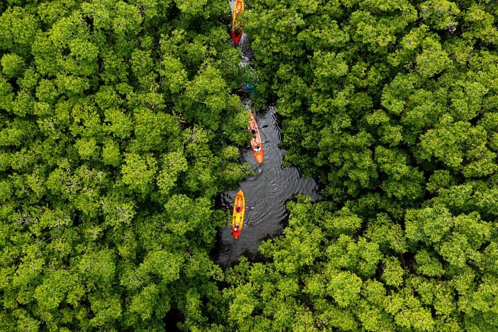SoCoHo Eco Half-Day: Mangrove Kayak and Cades Reef Snorkel in Antigua