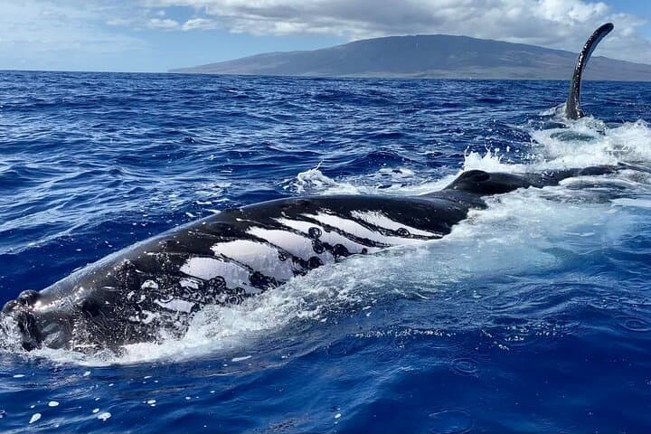Prime Time Maui Whale Watching: 2-Hour Lahaina Humpback Safari photo 2