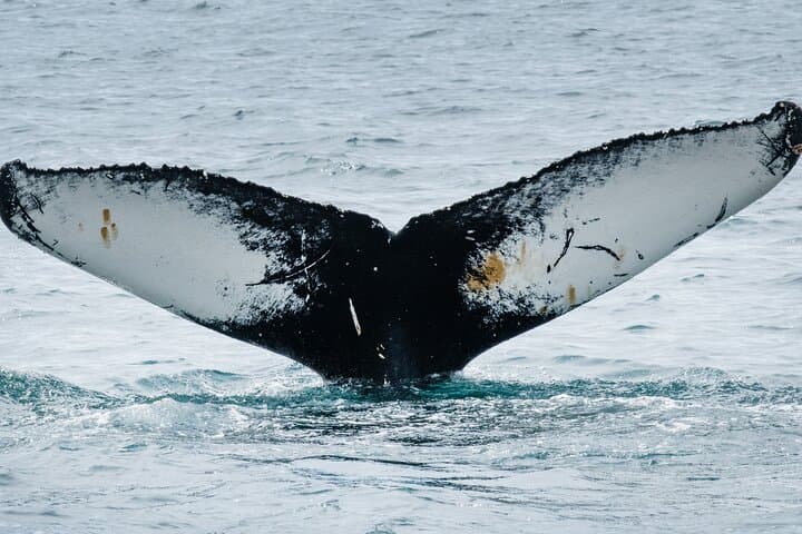 Westfjords Whale Watching from Ísafjörður: Fjords, Humpbacks, and Arctic Seas photo 2