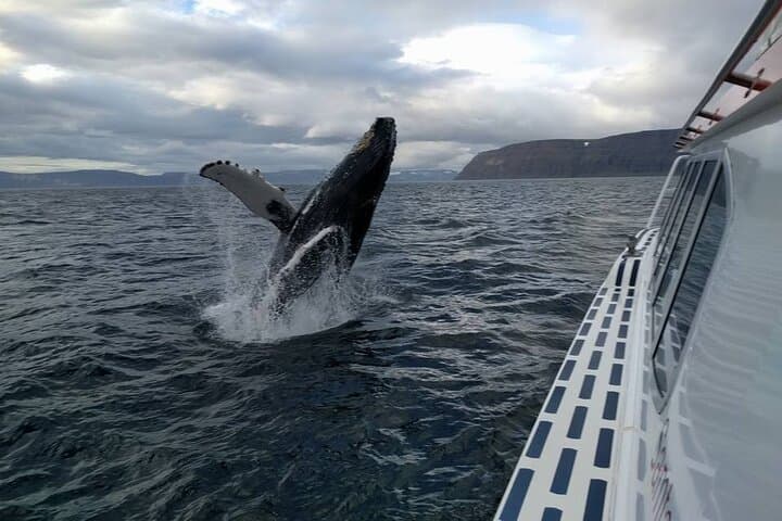 Westfjords Whale Watching from Ísafjörður: Fjords, Humpbacks, and Arctic Seas photo 3