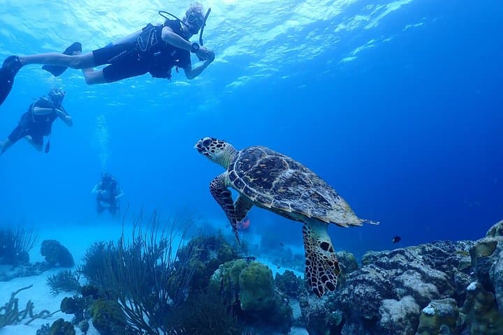 Private Boat Dive Charter in Bonaire: Two-Tank Guided Dives from Harbor Village Marina photo 2