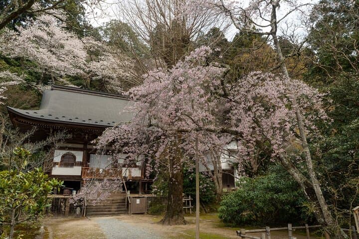 Relaxed Nara Day Tour: Hasedera & Murouji Temples from Osaka photo 3