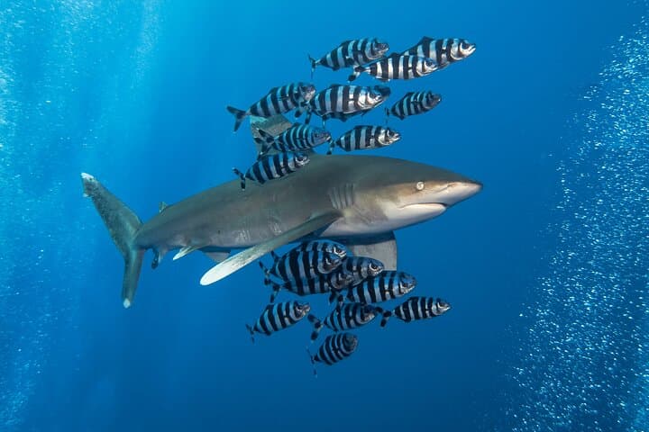 Elphinstone Reef Dive Marsa Alam: Advanced Dive with Oceanic Whitetips
