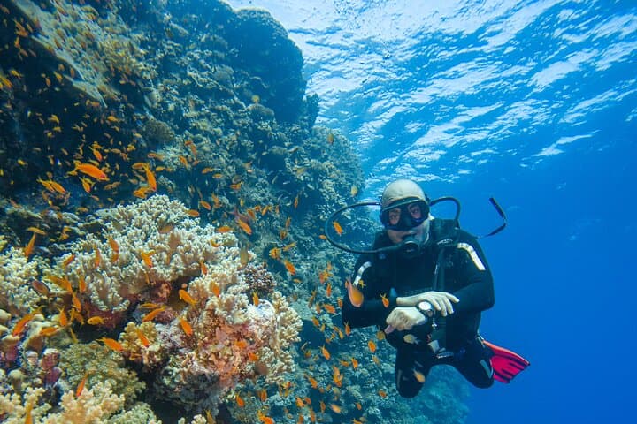 Elphinstone Reef Dive Marsa Alam: Advanced Dive with Oceanic Whitetips photo 2