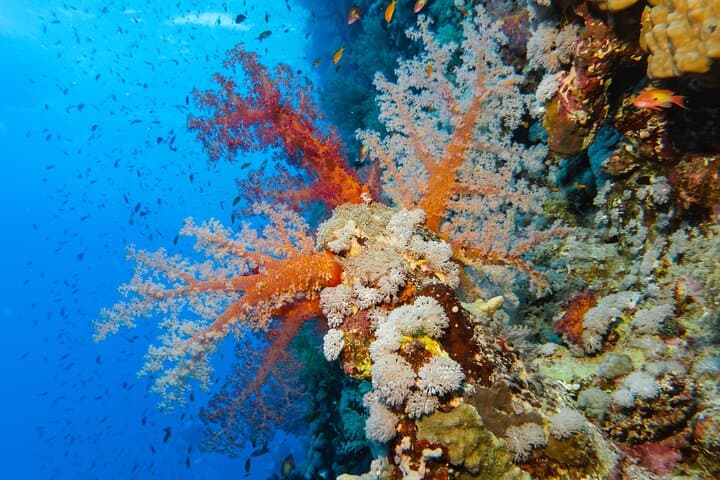 Elphinstone Reef Dive Marsa Alam: Advanced Dive with Oceanic Whitetips photo 3