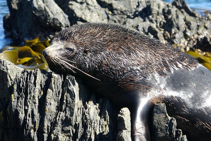 Seal Coast Safari: 4WD Access to Wellington’s Secret Coast and Fur Seals photo 1