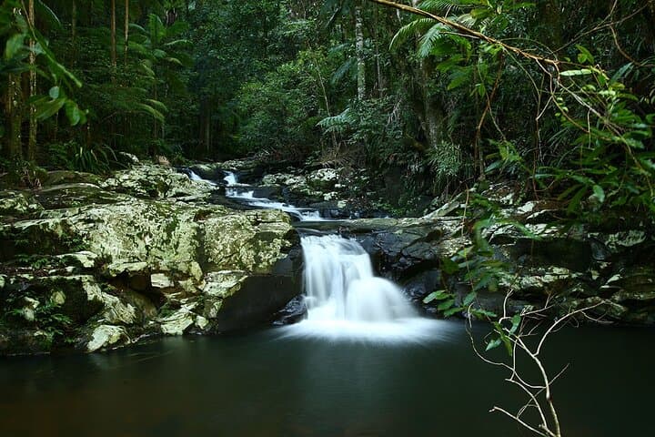 Byron Bay Glow-worms, Waterfalls & Rainforest Day Trip photo 4