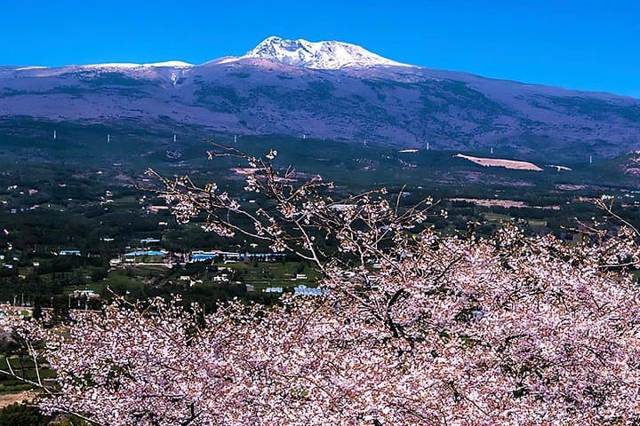 Jeju Cherry Blossom Full-Day Tour: King Cherry, Hallasan & UNESCO Sites photo 4