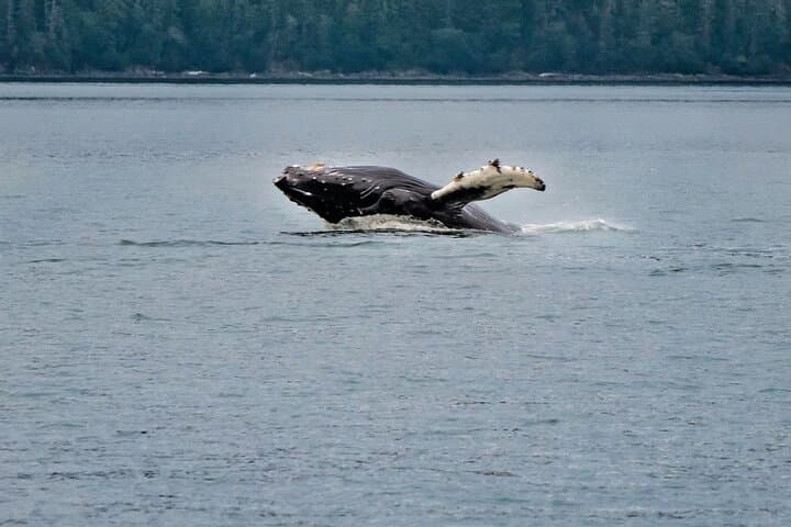 Discover Juneau: Mendenhall Glacier Hike and Whale Watching Adventure photo 6