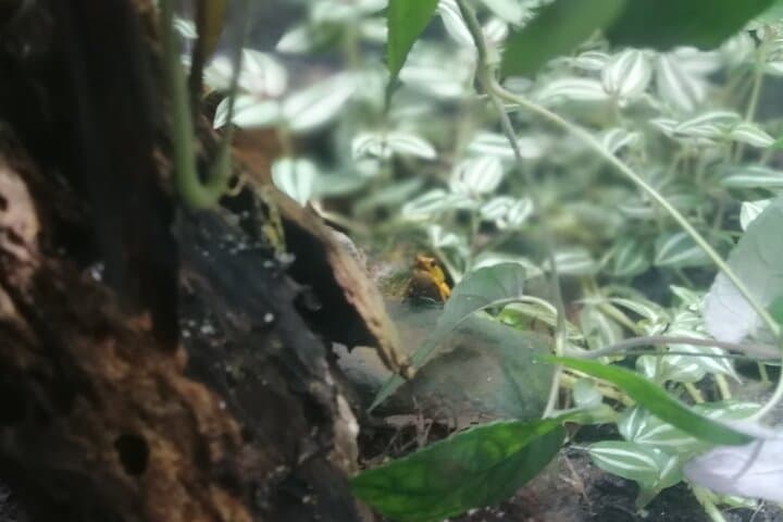 Panama City BioTour: Rainforest Hike, Biomuseo & Punta Culebra Day Trip photo 5