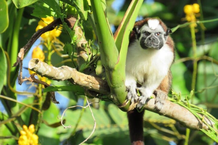 Gatun Lake & Soberania Wildlife Sightseeing: Panama Canal Nature Tour