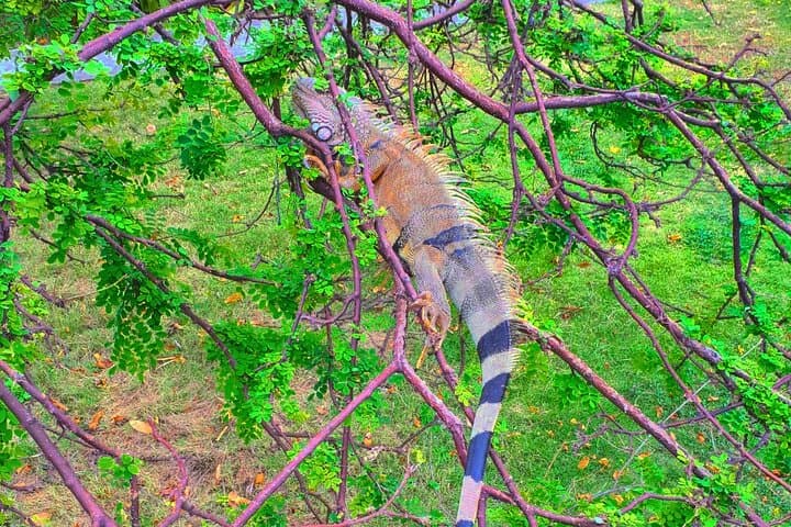 Gatun Lake & Soberania Wildlife Sightseeing: Panama Canal Nature Tour photo 4