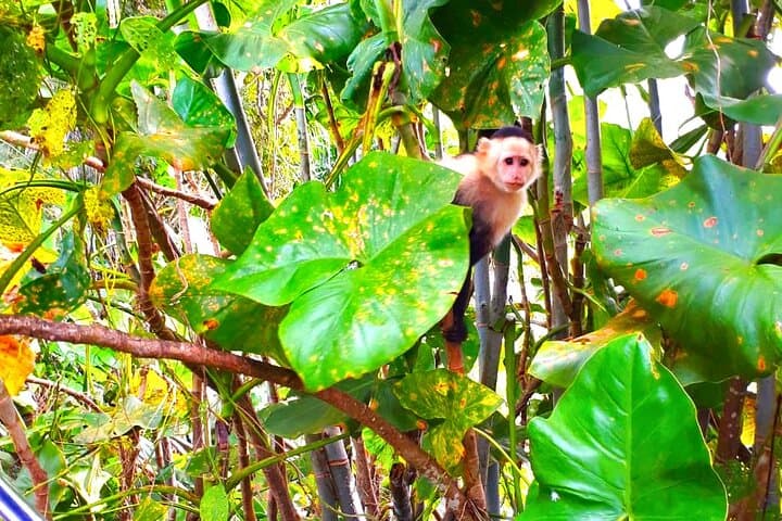 Gatun Lake & Soberania Wildlife Sightseeing: Panama Canal Nature Tour photo 2