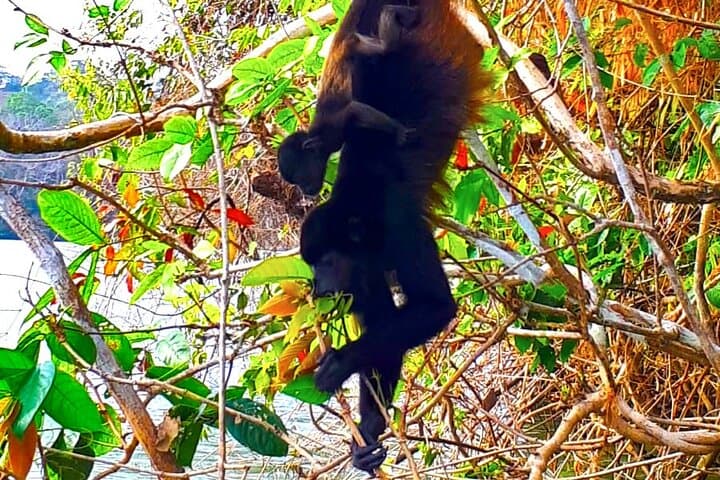 Gatun Lake & Soberania Wildlife Sightseeing: Panama Canal Nature Tour photo 3