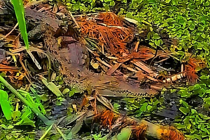 Gatun Lake & Soberania Wildlife Sightseeing: Panama Canal Nature Tour photo 5