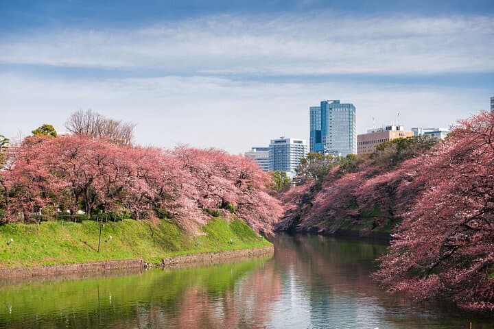 Tokyo's Hidden Alleys: Self-Guided Walking Tour from Asakusa to Shibuya photo 4