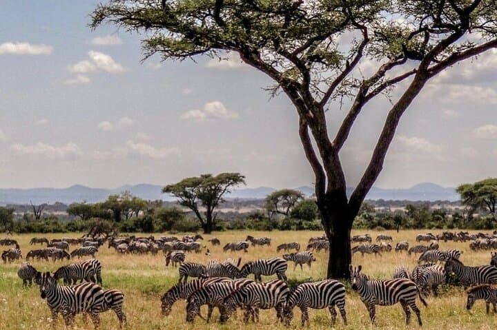 12-Day Kenya & Tanzania Budget Group Safari — Maasai Mara to Serengeti on a Budget photo 2