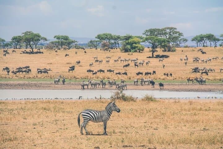12-Day Kenya & Tanzania Budget Group Safari — Maasai Mara to Serengeti on a Budget photo 4