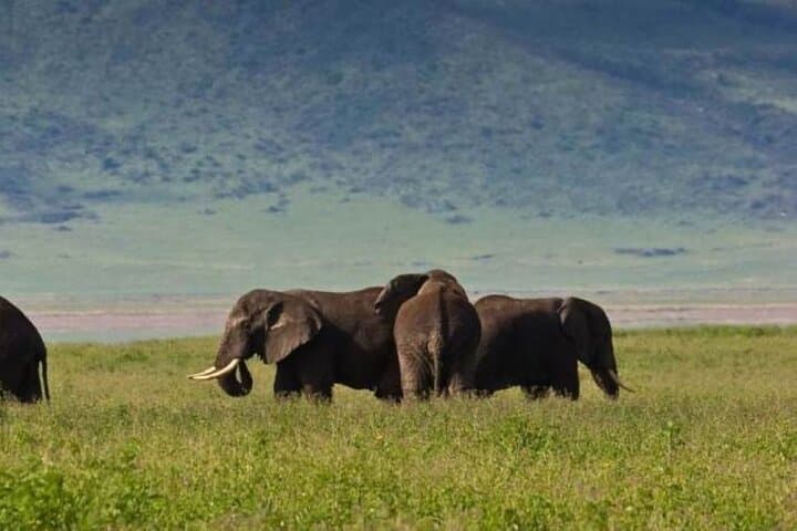 12-Day Kenya & Tanzania Budget Group Safari — Maasai Mara to Serengeti on a Budget photo 5