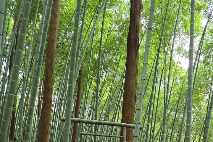 Private Day Hikes from Tokyo: Shrines, Mountain Villages and Mt Fuji Views photo 2