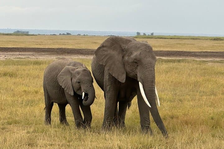 12-Day Kenya & Tanzania Budget Group Safari — Maasai Mara to Serengeti on a Budget photo 6