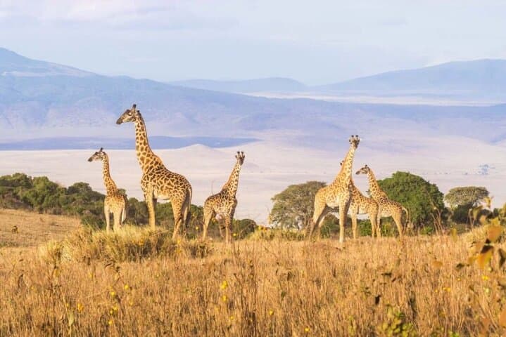 12-Day Kenya & Tanzania Budget Group Safari — Maasai Mara to Serengeti on a Budget