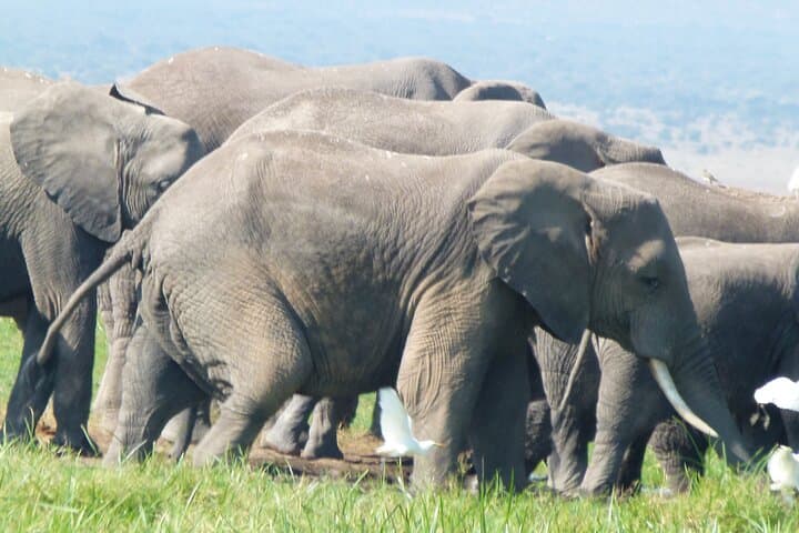 Amboseli Day Safari: Elephants, Plains Game and Kilimanjaro Views photo 2