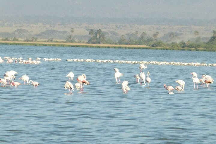 Amboseli Day Safari: Elephants, Plains Game and Kilimanjaro Views photo 3