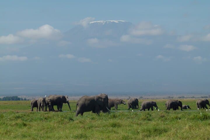 Amboseli Day Safari: Elephants, Plains Game and Kilimanjaro Views photo 4