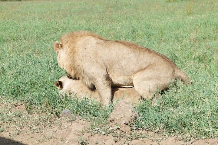 Amboseli Day Safari: Elephants, Plains Game and Kilimanjaro Views photo 5