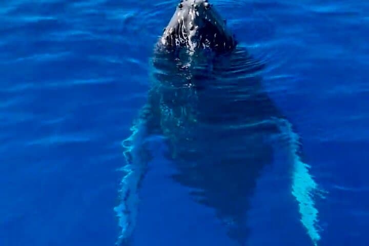 Lahaina 2-Hour Afternoon Whale Watch — Small-Group Boat Tour with Hydrophone photo 2