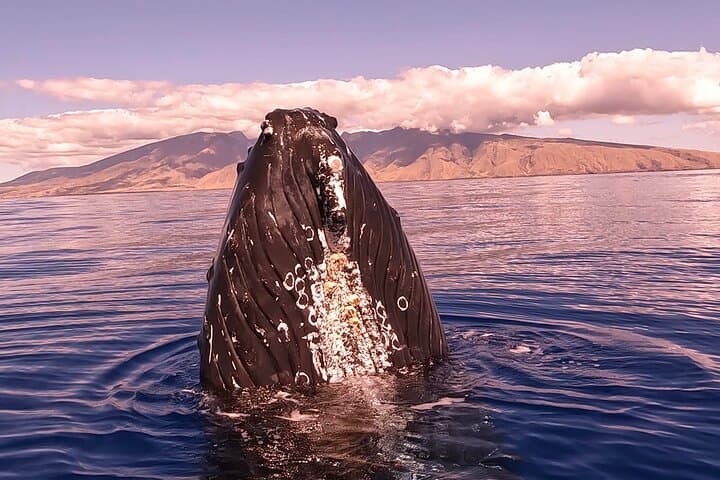 West Maui Sunset Whale Watch: Guaranteed Humpback Encounters & Sunset Cruise