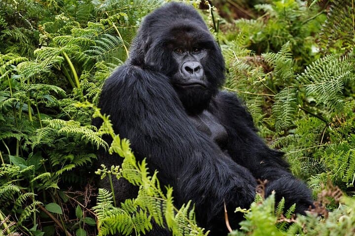 2-Day Gorilla and Golden Monkey Trekking Safari in Volcanoes National Park