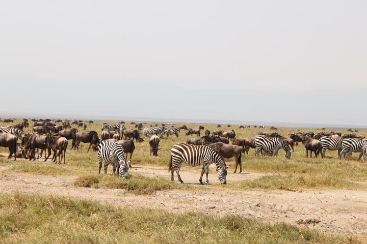 6-Day Serengeti, Ngorongoro & Tarangire Safari Adventure photo 5