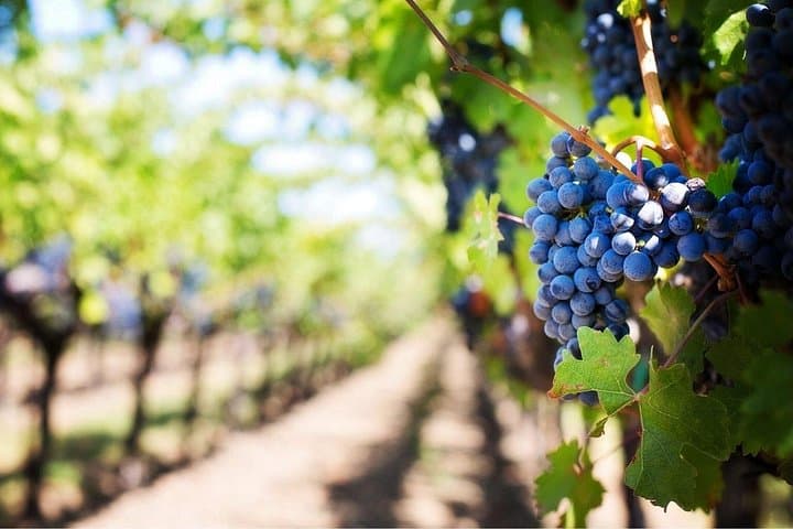 Family-Friendly Cape Winelands Small-Group Tour: Paarl, Stellenbosch & Franschhoek photo 2