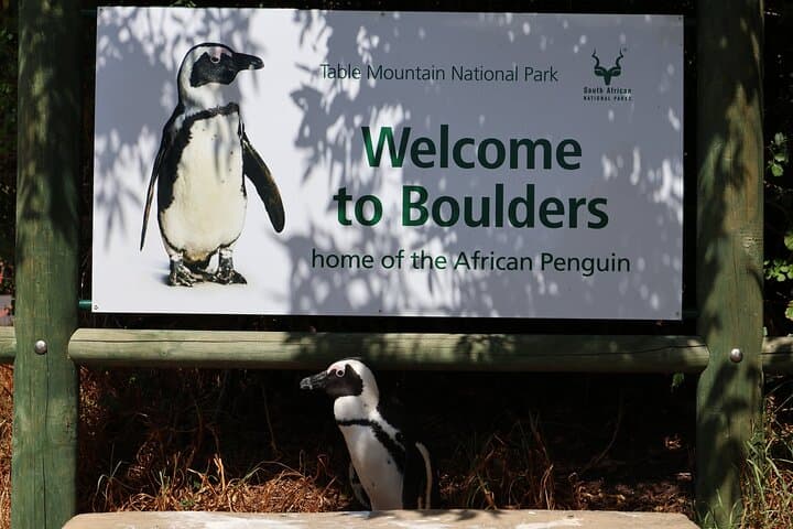 Cape Point, Penguins & Chapman’s Peak: Private Full-Day Cape Peninsula Tour photo 2