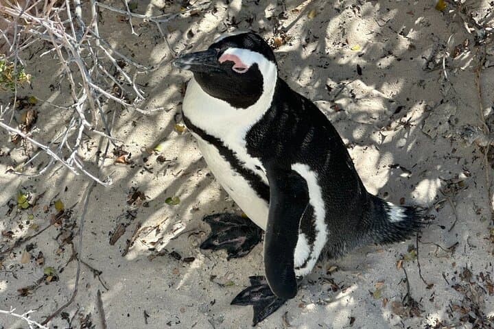 Cape Town Highlights: Bo-Kaap, Table Mountain, Chapman's Peak & Boulders Beach Penguins photo 4