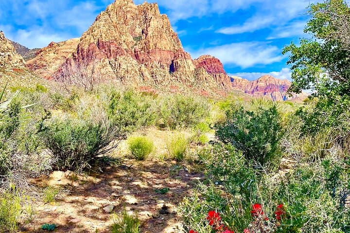 Red Rock Canyon Half-Day Tour from Las Vegas — Scenic Loop, History & Nature Walk photo 2