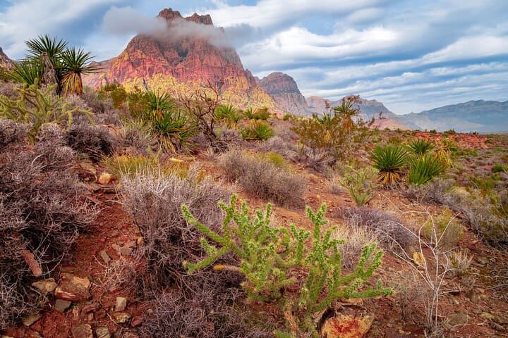Red Rock Canyon Half-Day Tour from Las Vegas — Scenic Loop, History & Nature Walk photo 4