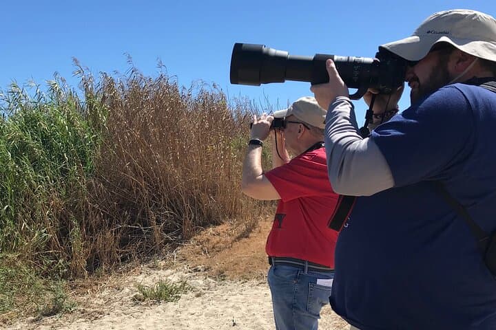 Half-Day Birding Tour in La Paz — Coastal Gulls, Terns & Shorebirds