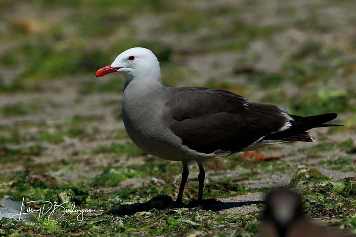 Half-Day Birding Tour in La Paz — Coastal Gulls, Terns & Shorebirds photo 2
