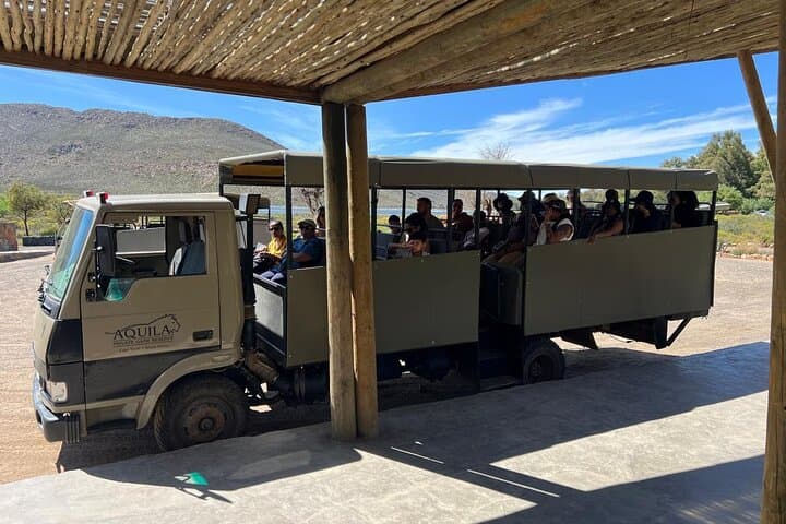 Big 5 Day at Aquila: All-Inclusive Small-Group Game Drive from Cape Town photo 5