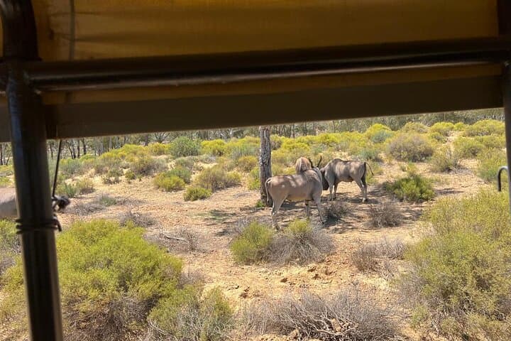 Aquila Game Reserve Full-Day Big Five Safari from Cape Town photo 5