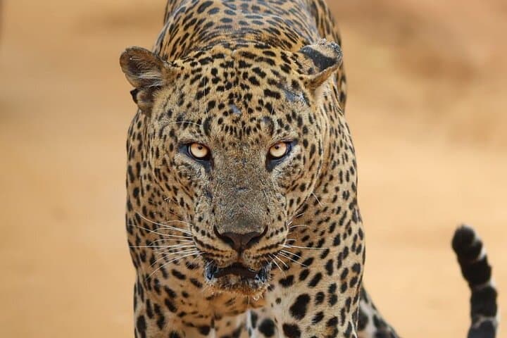 Yala National Park Leopard Safari — Morning & Afternoon 4x4 Wildlife Experience photo 1