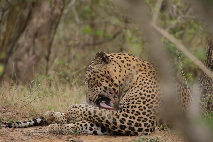 Yala National Park Leopard Safari — Morning & Afternoon 4x4 Wildlife Experience photo 2