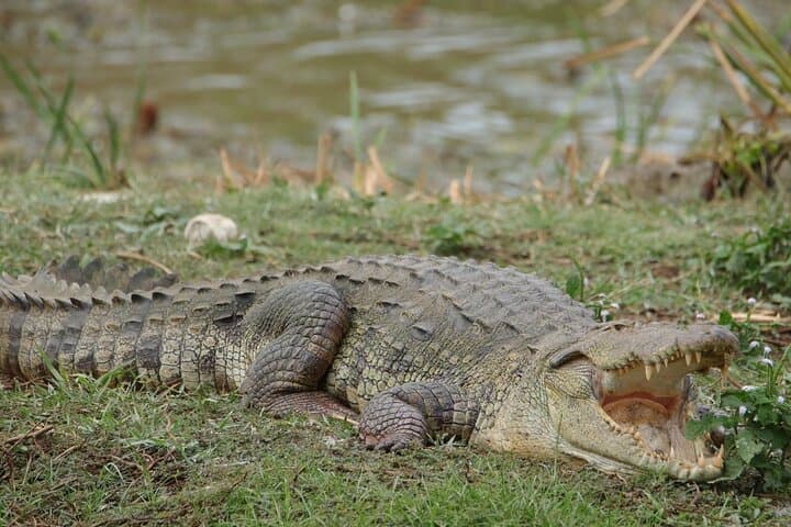 Yala National Park Leopard Safari — Morning & Afternoon 4x4 Wildlife Experience photo 3