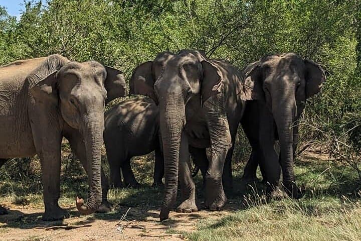 Yala National Park Leopard Safari — Morning & Afternoon 4x4 Wildlife Experience photo 4