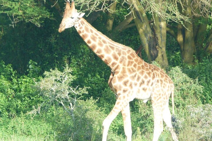 Lake Naivasha Day Trip from Nairobi: Boat Safari, Crescent Island Walk & Wildlife photo 3